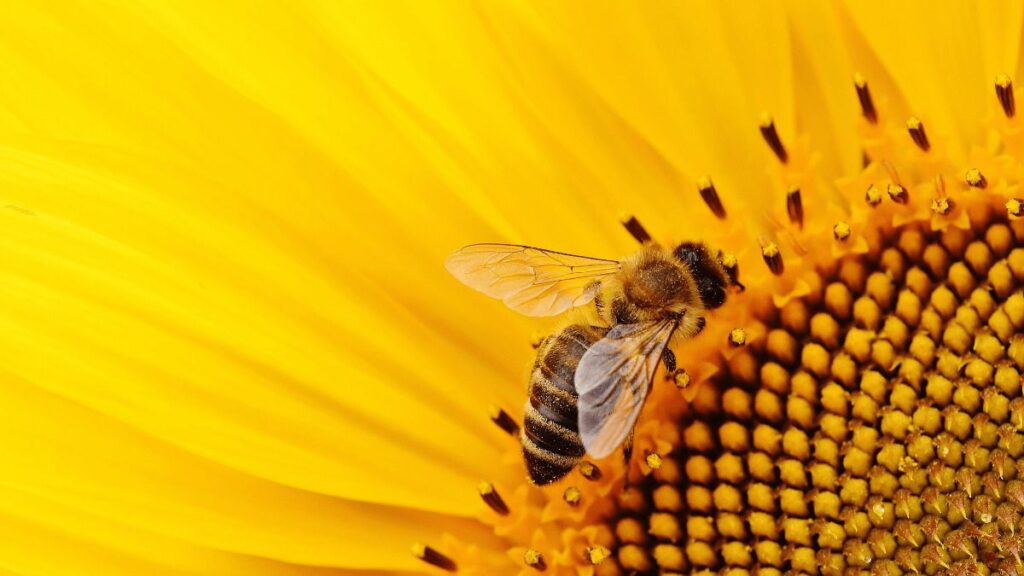 abeja_flor grande
